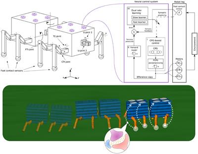 General Distributed Neural Control and Sensory Adaptation for Self-Organized Locomotion and Fast Adaptation to Damage of Walking Robots